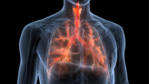 pulmones