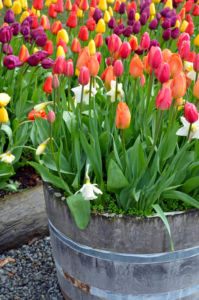 tulipanes