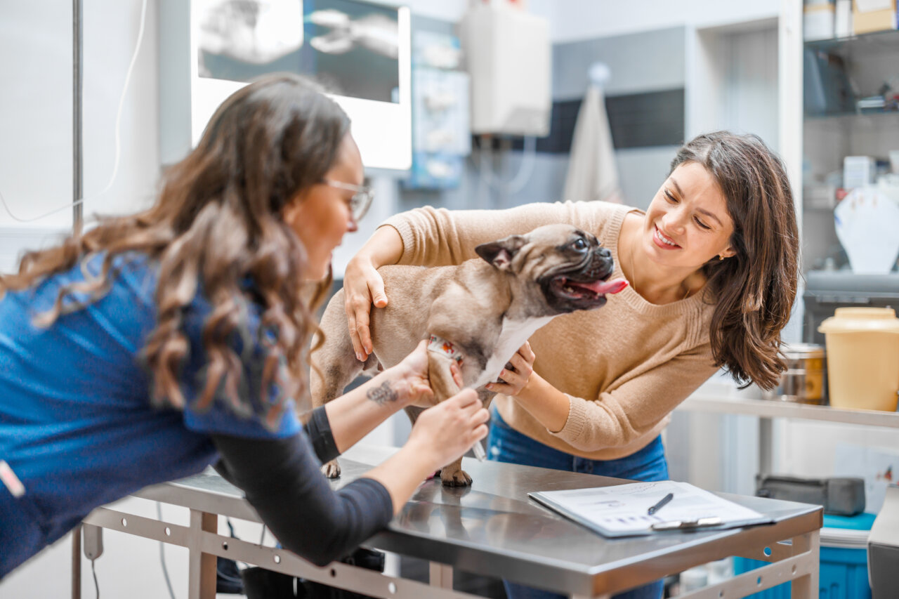 veterinario